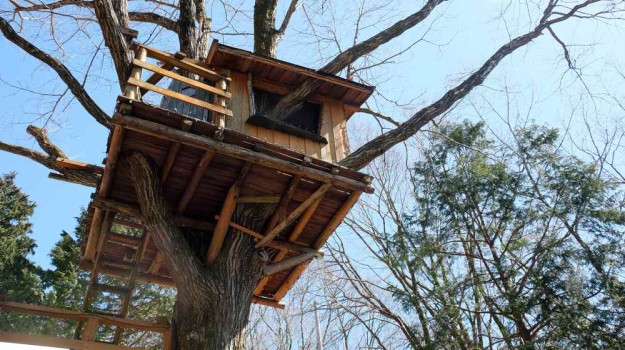 tree house on top of a big tree | Manly Hobbies To Earn Money On The Side 